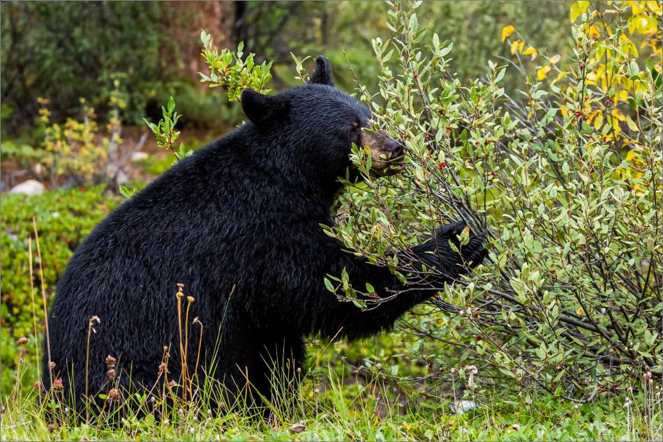 jasper-black-bear-in-the-bushes-christopher-martin-3636