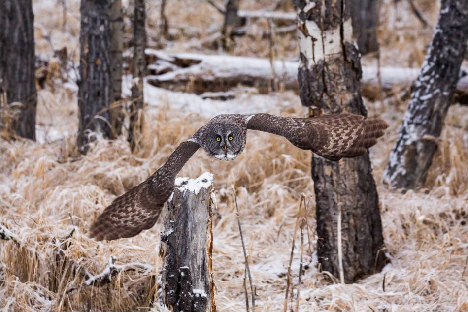 a-great-gray-owl-in-bragg-creek-christopher-martin-2606