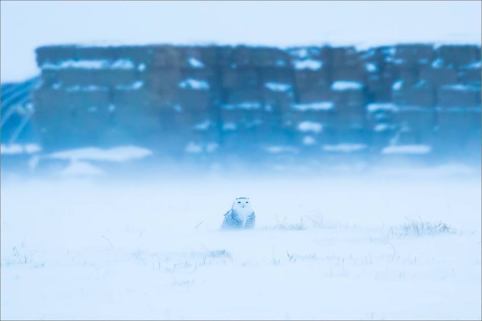 overcast-snowy-owl-flight-christopher-martin-7649