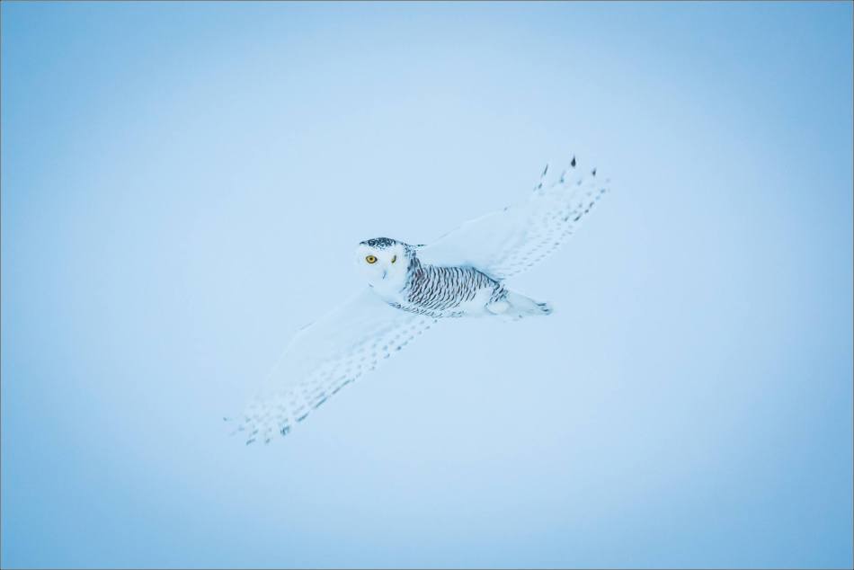 overcast-snowy-owl-flight-christopher-martin-7702
