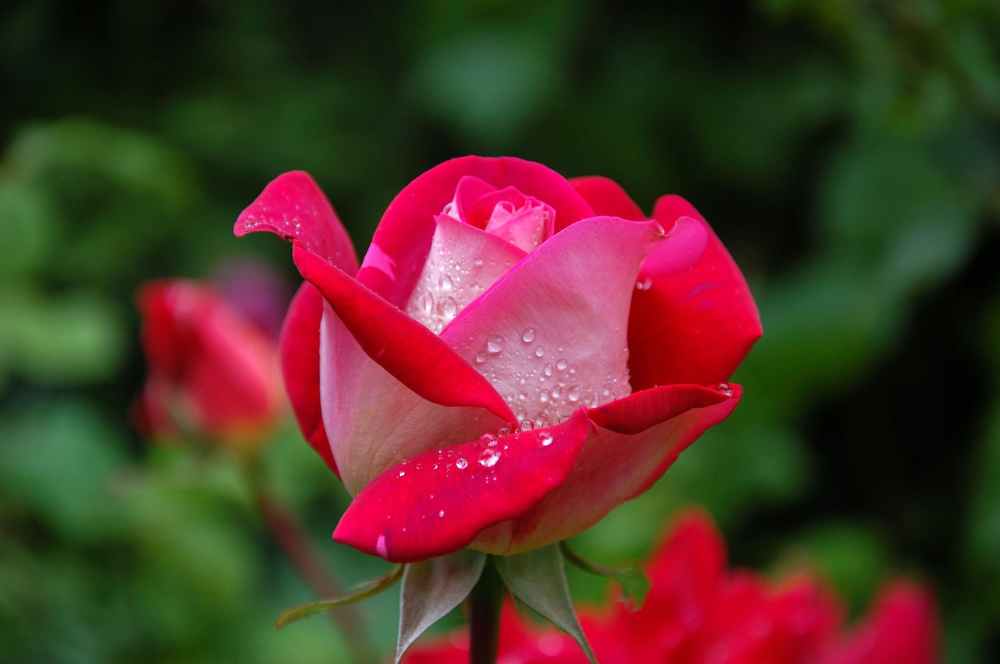 garden-rose-red-pink-56866.jpeg