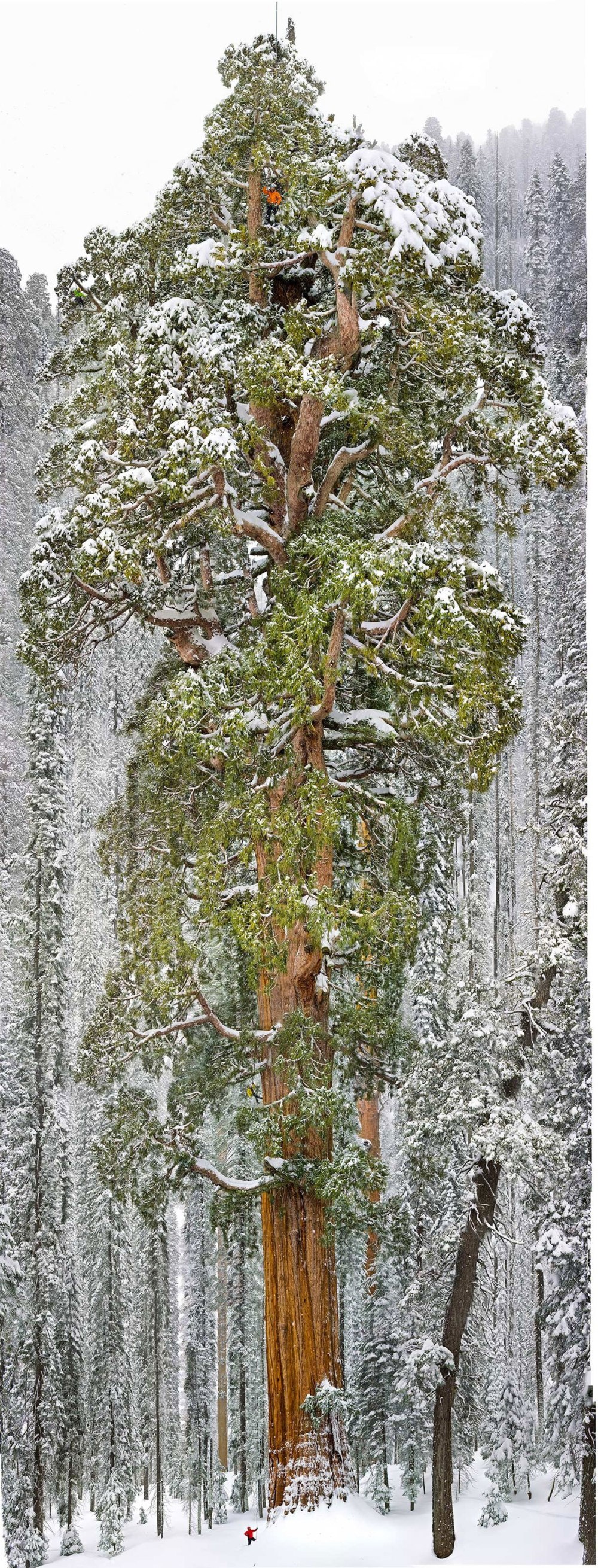 sequoia-geant-president-3200-ans